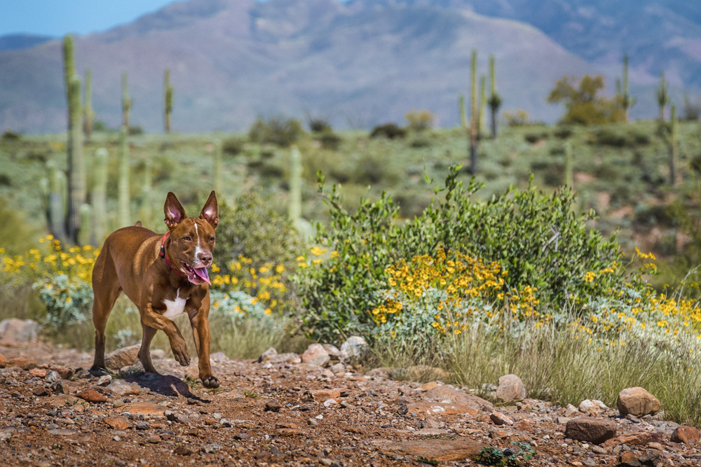 Dog Running on Hiking Trail Near Scottsdale, Arizona