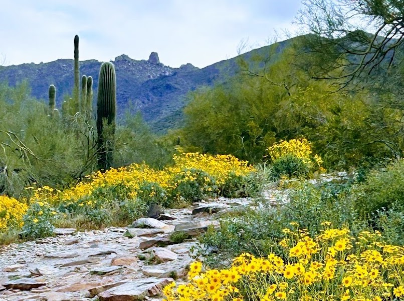 McDowell Sonoran Preserve